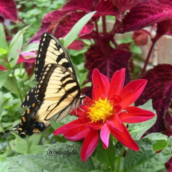 🦋 Meet your Posher, Erica P. - Picture 2 of 4